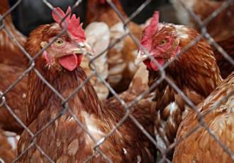 Respiratory protection system aids bird flu concern 