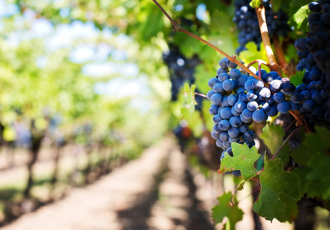 One of Italy’s largest winemakers is supported by SCADA