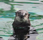 Even baby sea otters need pressure switches!
