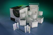 Thermo Fisher Scientific Introduces New Synaptogenesis Kit for Simple and Reliable Cell-Based Image Analysis