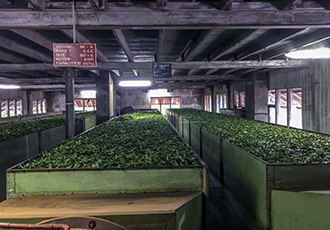 Brewing up efficiencies in Sri Lanka’s tea industry