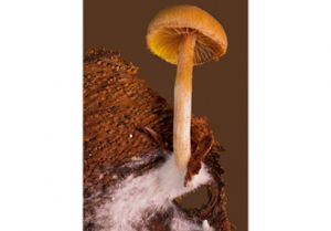 Using mushrooms to make packaging materials