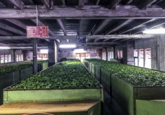 Tea manufacturers report savings thanks to Optidrive Eco VFD