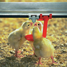 WEG CONTROL PANEL MONITORS PLASSON FEEDERS FOR AVICULTURE