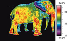 Infrared 100 Years On